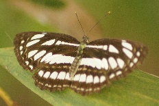 Lycaenesthes yukona - Gemeiner Seemann (Common Sailer)